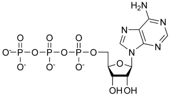 An ATP molecule.