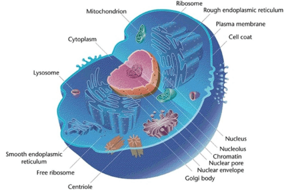 A round cell that has a cell membrane but no cell wall. It contains a small vacuole and centrioles.