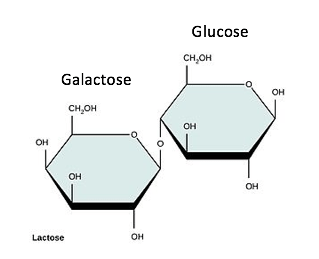 Lactose is made of glucose and galactose. 