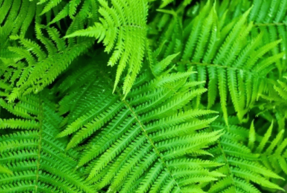 Ferns