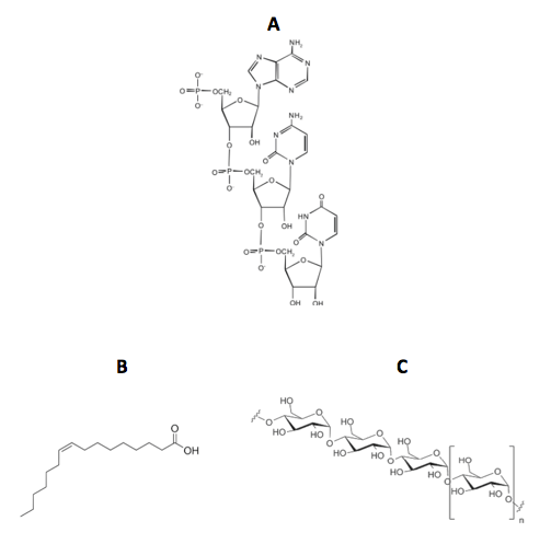 Image A shows a molecule made of nucleotides, while Image B shows a carboxl group bonded to a long carbon chain. Image C shows a molecule made of simple sugar monomers.