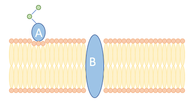 Two types of protein are present in the cell membrane. Protein A is on the outside of the cell membrane while protein B goes the entire way through the membrane.