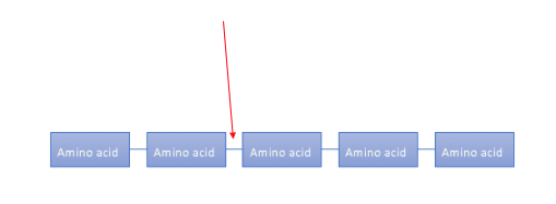 Five amino acids are bonded in a chain.  The arrow points to one of the bonds between amino acids. 