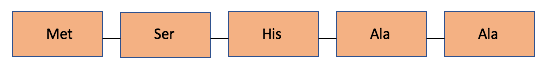The amino acids abbreviated Met - Ser - His - Ala - Ala, are shown.