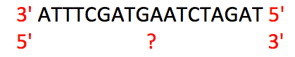 3' ATT TCG ATG AAT CTA GAT 5' . Then 5' ? 3'