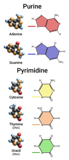 Adenine and guanine are both purines. Cytosine, thymine, and uracil are pyrimidines.