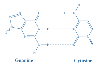 Guanine has three locations for hydrogen bonding. 