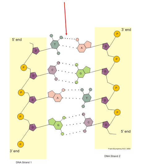 An arrow is pointing at the bonds connecting nucleobases in a DNA double helix. 