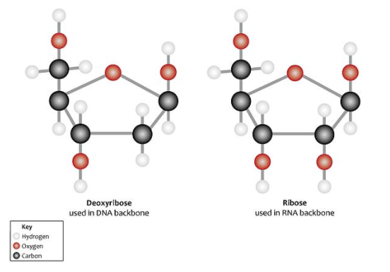 Deoxyribose compared to ribose.
