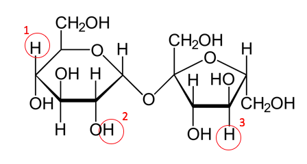 A disaccharide is shown. The hydrogen atom numbered one is bonded directly to a carbon. The hydrogen two is bonded to an oxygen atom. Hydrogen 3 is bonded to a carbon atom.