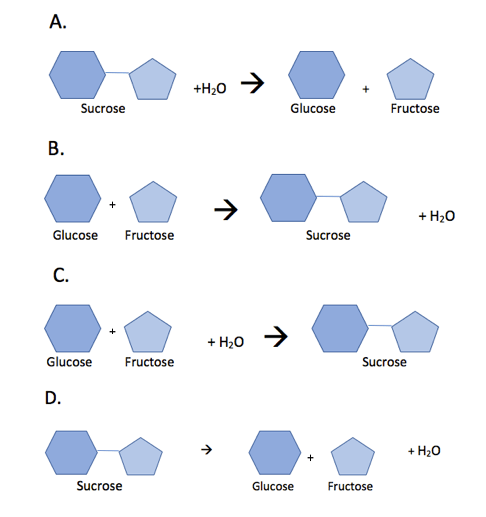 A: Sucrose plus water yields glucose and fructose. B: Glucose reacted with fructose yields sucrose and water. C: Glucose reacted with fructose and water yields sucrose. D: Sucrose yields glucose, fructose, and water.