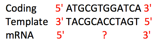 Coding strand is 5'ATGCGTGGATCA 3'. Template is 3' TACGCACCTAGT 5' nd the mRNA strand is 5' ? 3'.