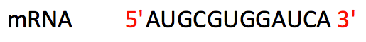 mRNA: 5' AUG CGU GGA UCA 3'