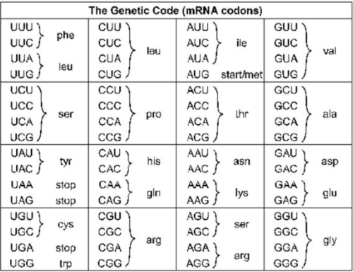 The codons AAA and AAG code for Lys. The codons UAU and UAC code for Tyr. The codon AUG codes for start/met. The codons GGU GGC GGA and GGG code for gly.