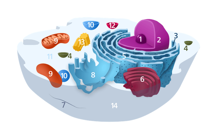 Labeled 2, the large round organelle is found in the center of the cell surrounded by other organelles.  The organelle labelled 3 surrounds number 2 and has a studded, holey appearance. The organelle labelled 6 is attached to the organelle labeled 3.  The organelle labelled 12 is small, round, and free-floating. 