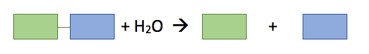 A polymer is reacted with water to yield monomers.