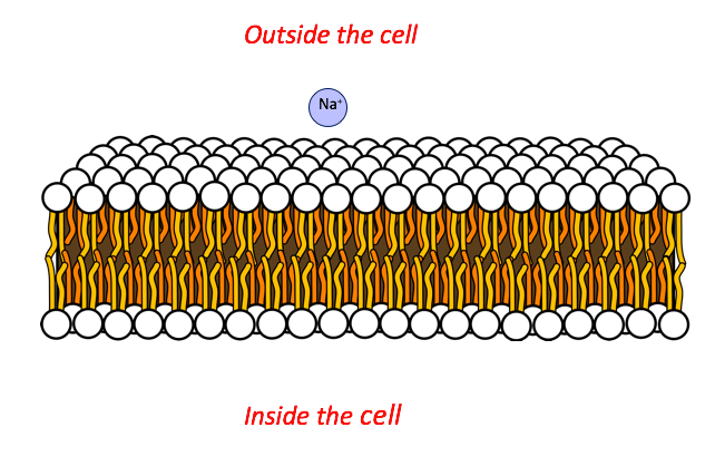 Outside of the cell membrane is a sodium ion.