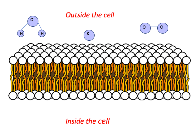 Phospholipids contain a hydrophobic tail and a hydrophilic head, They line up and form the cell membrane.