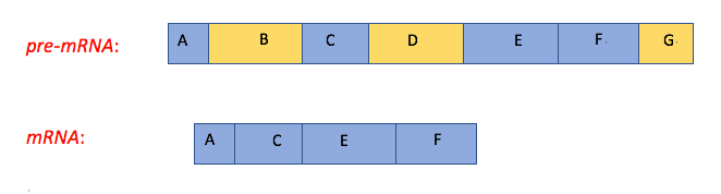 pre-mRNA is ABCDEFG.  mRNA is ACEF. 