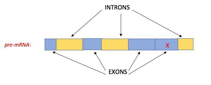 A diagram of introns and exons in pre-mRNA.