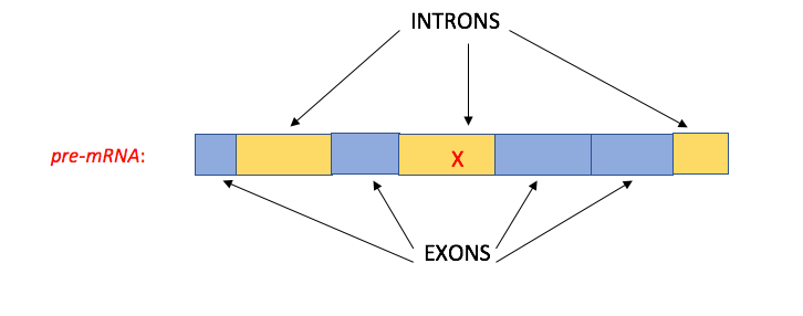 A pre-mRNA molecule with an X in one of the introns.