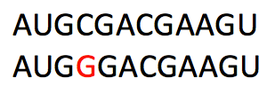 The sequence AUGCGACGAAGU and the mutated sequence AUGGGACGAAGU.