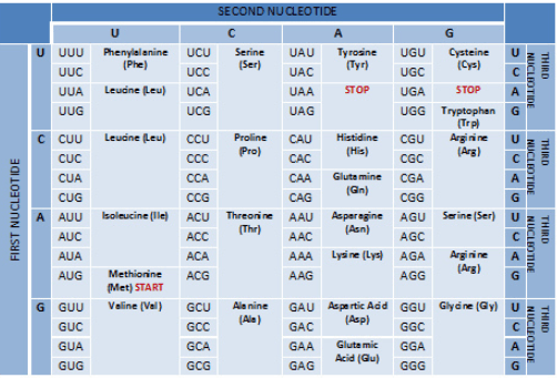 A list of codons and the amino acids they code for. UUU and UUC code for Phe. UUA, UUG, CUU, CUC, CUA, and CUG code for Leu. AUU, AUC, and AUA code for Ile. AUG codes for Met. GUU, GUC, GUA, and GUG code for Val. UCU, UCC, UCA, UCG, AGU, and AGC code for Ser. CCU, CCC, CCA, and CCG code for Pro. ACU, ACC, ACA, and ACG code for Thr. GCU, GCC, GCA, and GCG code for Ala. UAU and UAC code for Tyr. UAA, UAG, and UGA code for Stop. CAU and CAC code for His. CAA and CAG code for Gln. AAU and AAC code for Asn. AAA and AAG code for Lys. GAU and GAC code for Asp. GAA and GAG code for Glu. UGU and UGC code for Cys. UGG codes for Trp. CGU, CGC, CGA, and CGG code for Arg. AGU, AGC, AGA, and AGG code for Arg. GGU, GGC, GGA, and GGG codes for Gly.