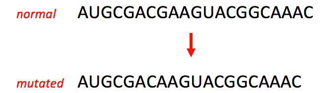 The sequence AUGCGACGAAGUACGGCAAAC. Mutates sequence AUGCGACAAGUACGGCAAAC.