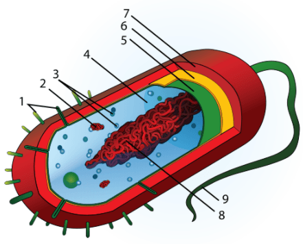 The long hairs on the outside of the cell are labeled 3.