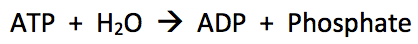 ATP plus water yields ADP and phosphate.