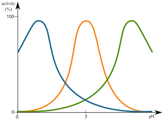The blue graph has an acidic optimal pH, the orange has a neutral optimal pH, and the green has a basic optimal pH.