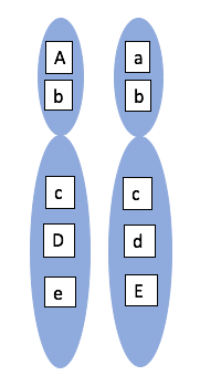 A pair of chromosomes are shown. The left chromosome has, from top to bottom, Uppercase A, lowercase b, lowercase c, uppercase d, then lowercase e. The chromosome on the right reads, from top to bottom, lowercase a, lowercase b, lowercase c, lowercase d, uppercase e.