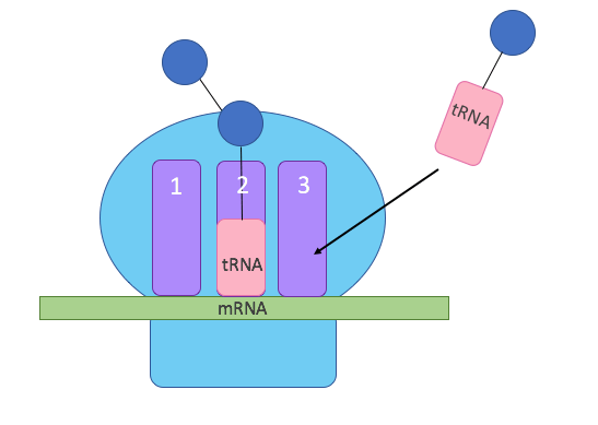 A diagram of a tRNA bringing in an amino acid to a ribosome which is reading an mRNA strand.
