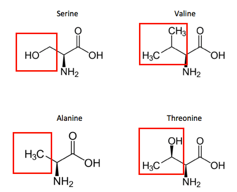 Serine contains a functional group with the formula CH3OH. Valine has C3H7, whle alanine has CH3. Threonine has a functional group with the formula C2H4OH.