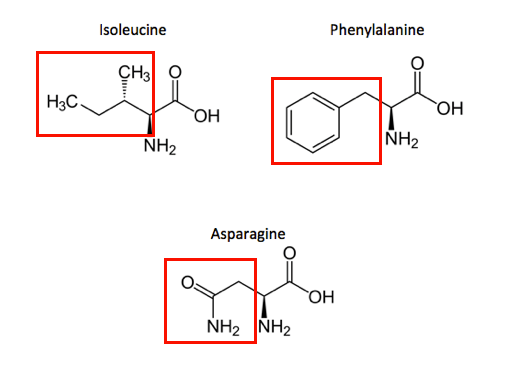 Isoleucine has a three-membered carbon chain as a functional group. Phenylalnine has a six-membered carbond ring. Asparagine has an amino group, which contains nitrogen, double bonded to an oxygen atom.
