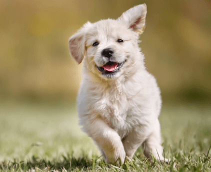 A golden retriever puppy running.
