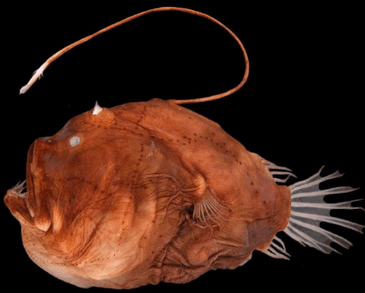 Anglerfish