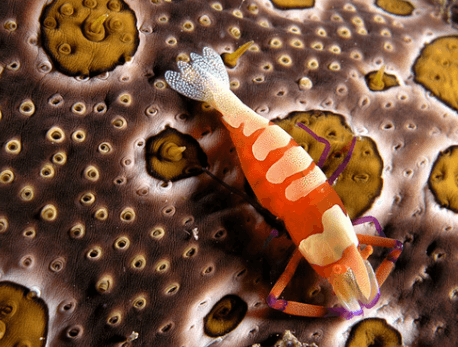 Sea cucumber and imperial shrimp