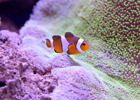 Nemo the clownfish