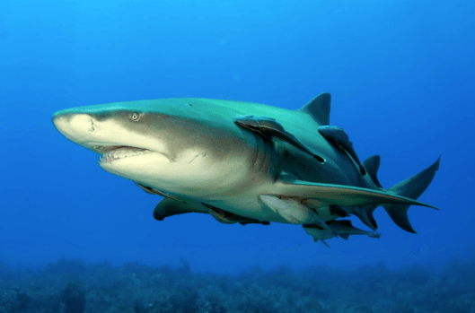 shark with remora fish