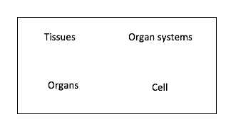 Word bank with "tissues", "organ systems", "organs", and "cell"