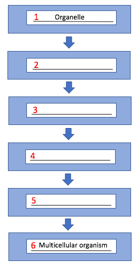 Flow chart with numbered boxes from 1-6, with 1 being "organelle" and 6 being "multicellular organism"