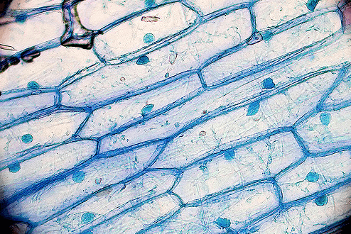 Multicellular sample under microscope