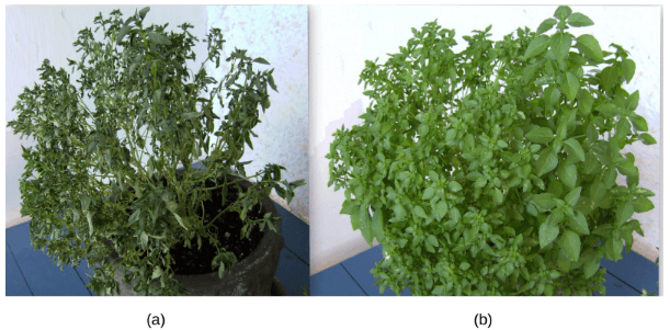 plant a: slumped over, plant b: stood upright