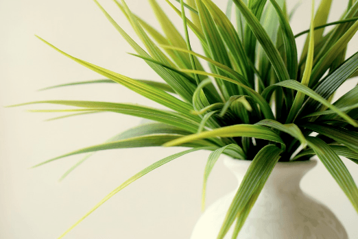 indoor plant