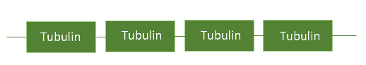chain of tubulin proteins