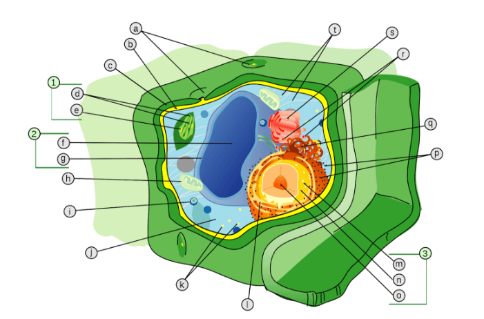 a. outermost layer of cell, f. large open structure taking up most of the cytoplasm, j. fluid filling the cell, p. structures attached to the ER