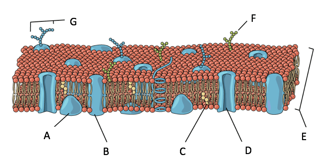 Structure A: closed large structure sitting partially inside the bilayer, partially outside of the bilayer. Structure C: ringed structure inside the bilayer. Structure D: Open large structure going entirely through the bilayer. Structure F: Small chained structure connected to the outside of the bilayer and extending outwards.