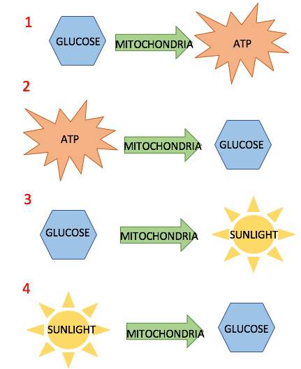 1. glucose transformed by mitochondria into ATP, 2. ATP transformed by mitochondria into glucose, 3. glucose transformed by mitochondria into sunlight, 4. sunlight transformed by mitochondria into glucose