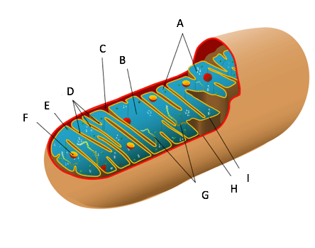 B- liquid in the interior of the mitochondria, D- inner membrane folds, F- granule, H-outer membrane